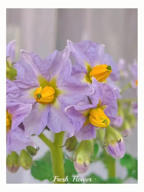 土豆开花竟然这么好看!!