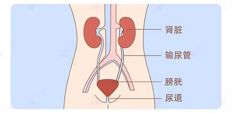 特别是女性……_膀胱_厕所_尿液