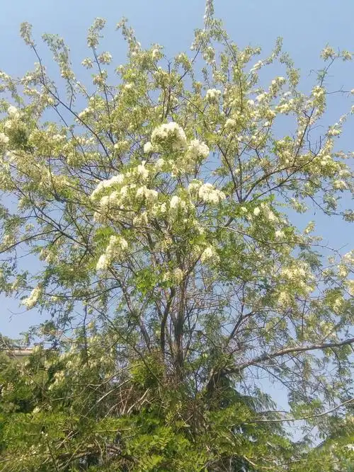 上班途中,遇一棵大槐树,枝繁叶茂,花开满树,清香扑鼻,瞬间想起了五彩