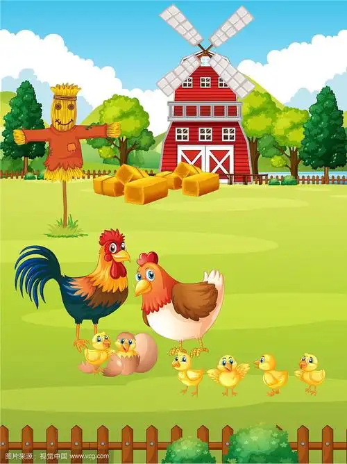 农场里有很多鸡