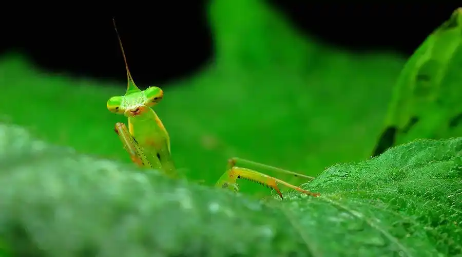 帅帅的螳螂图片第10张