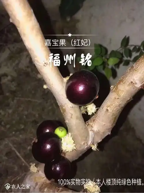 嘉宝果品种(红妃)