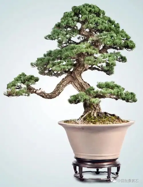 抗疫时刻线上回顾2013中国鼎古镇中国盆景国家大展松树系列大回放