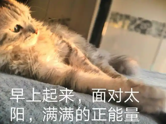 早上起来,面对太阳,满满的正能量 - 斗图表情包 - 金馆长表情库