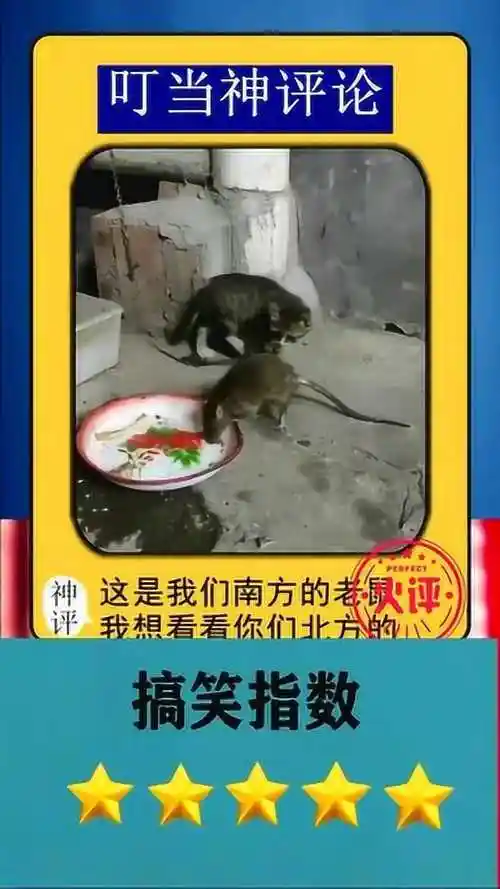 第一次见南方的老鼠长得比猫都大太吓人了