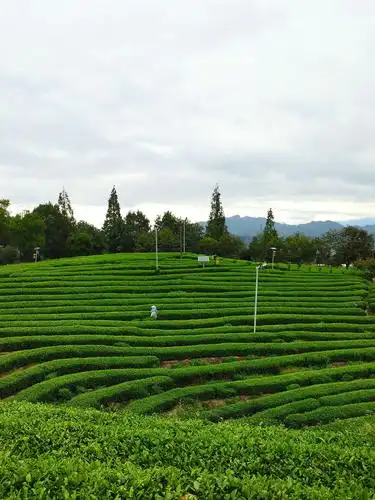 松阳大木山茶园