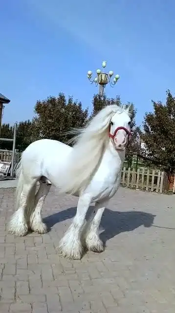 我养的白马,真正的白龙马!帅不帅?