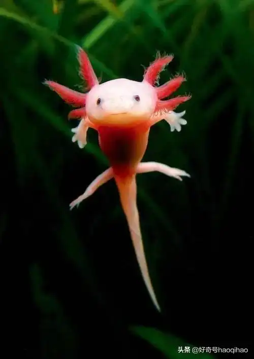 六角龙鱼生孩子怎么养需要注意什么干货