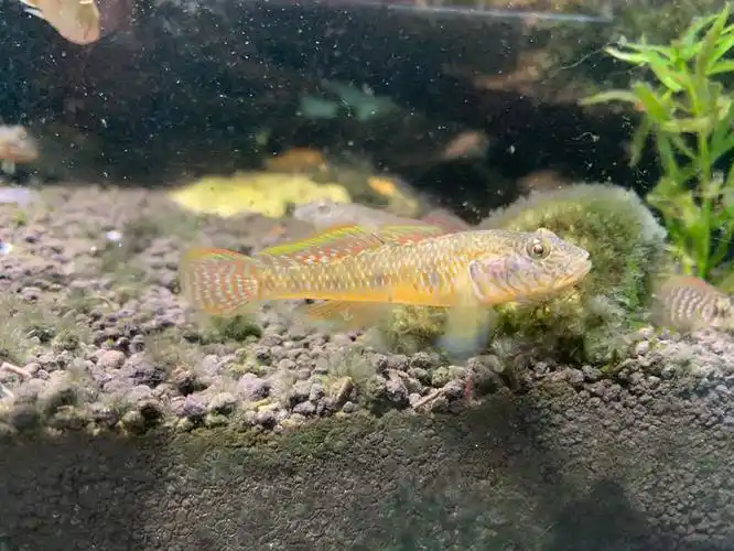 虾虎原生李氏子陵淡水底层宠物活体观赏鱼彩虹旗鱼