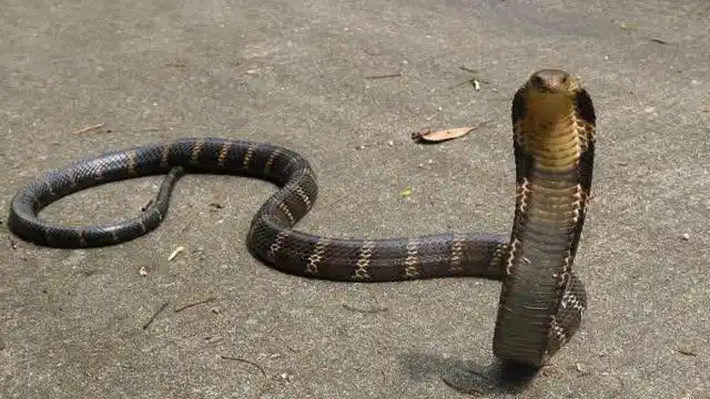 4米长眼镜王蛇吞食一条响尾蛇,上演"蛇吞蛇"全身起冷汗!