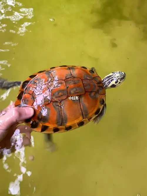 变异火焰龟1只岁月赋予你色泽漂亮