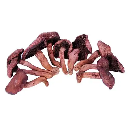 纯野野生红蘑菇东北深山采自然晾干干货土特产实心香菇类