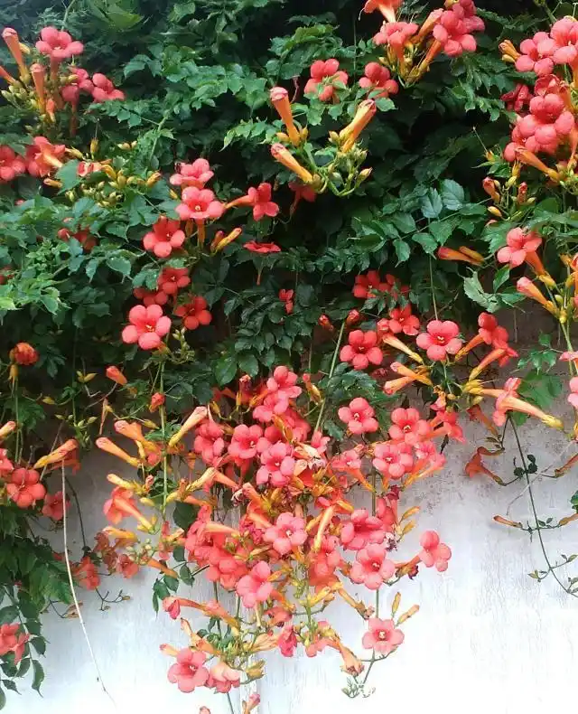 寓意 元/杨弘道 花有凌霄者, 谁