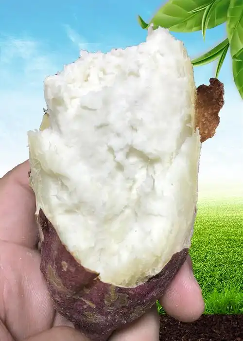 白薯板栗薯白心番薯红暑栗子山芋农家红薯新鲜10斤板粟小蕃薯地瓜