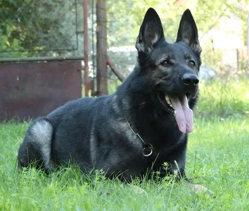 铁托-待售犬只-东德牧羊犬,东德牧羊犬种公,东德牧羊犬种母,东德ddr犬