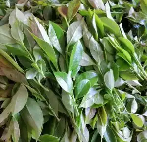 现摘现发野生新鲜乌饭叶南烛叶乌饭树叶乌饭草 黑饭草嫩叶嫩杆