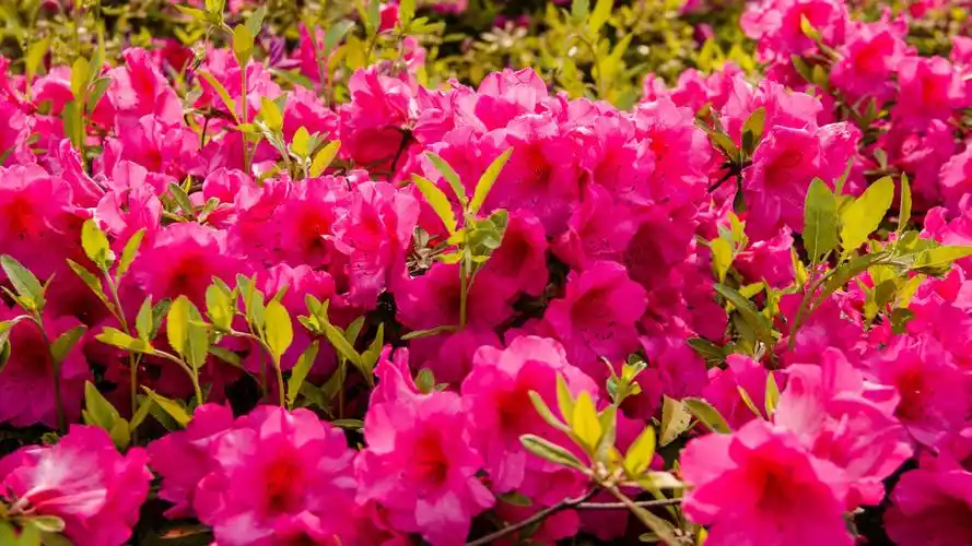 四月山花烂漫映山红开得正艳