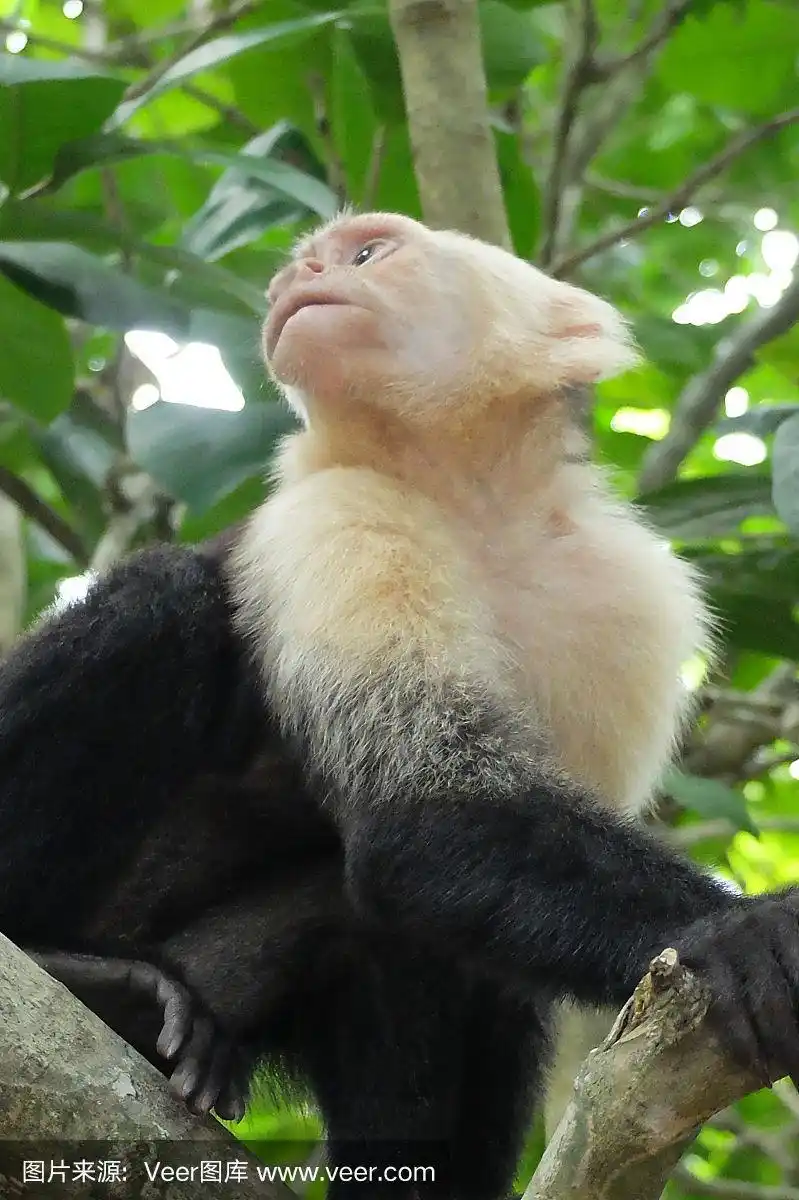 卷尾猴白面猴