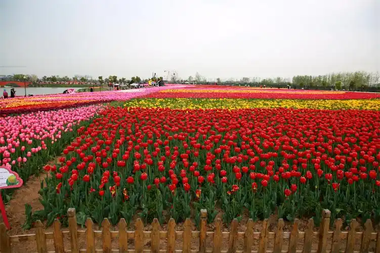 打卡盐城大丰荷兰花海下郁金香飘似海洋