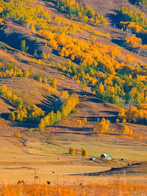 探秘新疆秋天的美景:禾木喀纳斯,人间仙境的童话之旅