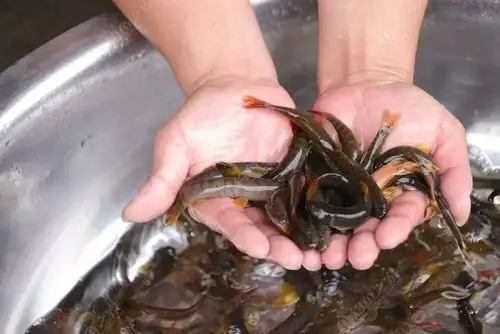 野钓石巴子,全野生鱼.