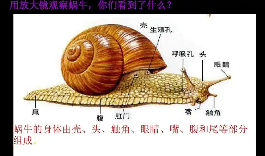 2(教科版)三年级科学上册课件_蜗牛1精品课件