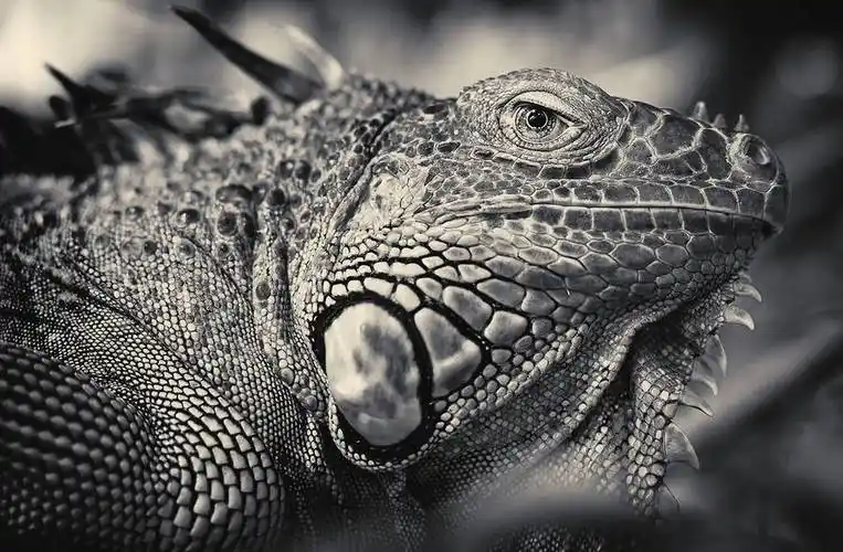 attinviitala黑白动物肖像摄影欣赏