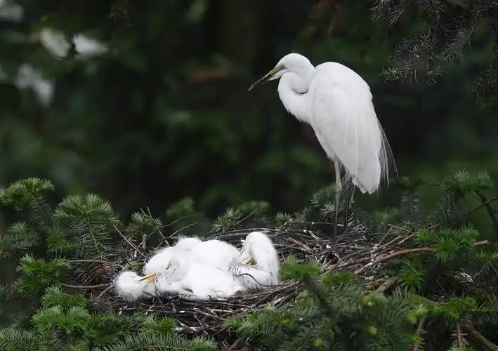 鄱阳湖畔白鹭进入孵化哺育旺季