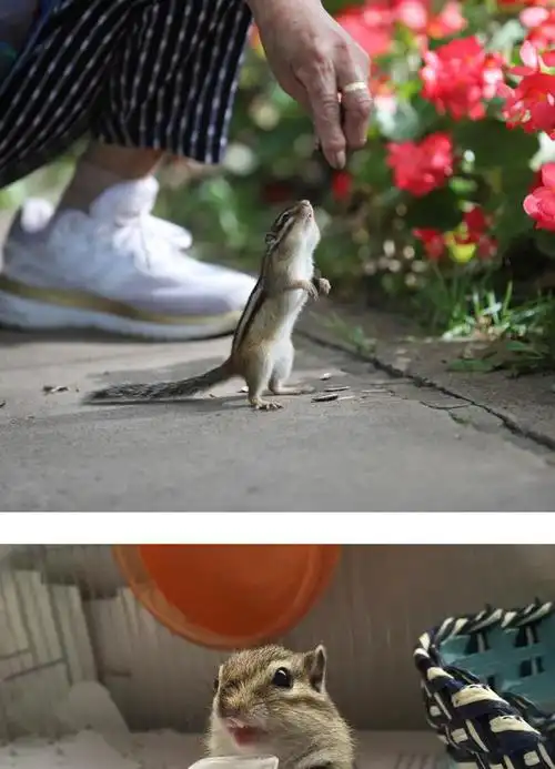 金花松鼠活体幼崽儿童松鼠宠物活物魔王雪地松鼠送粮食 仓鼠崽 公