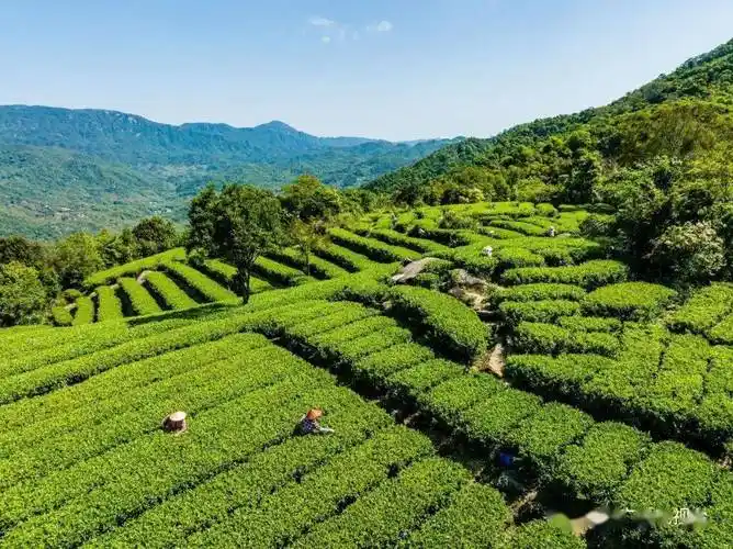 阳西十景出炉!你打卡了吗?_景点_青洲_理由