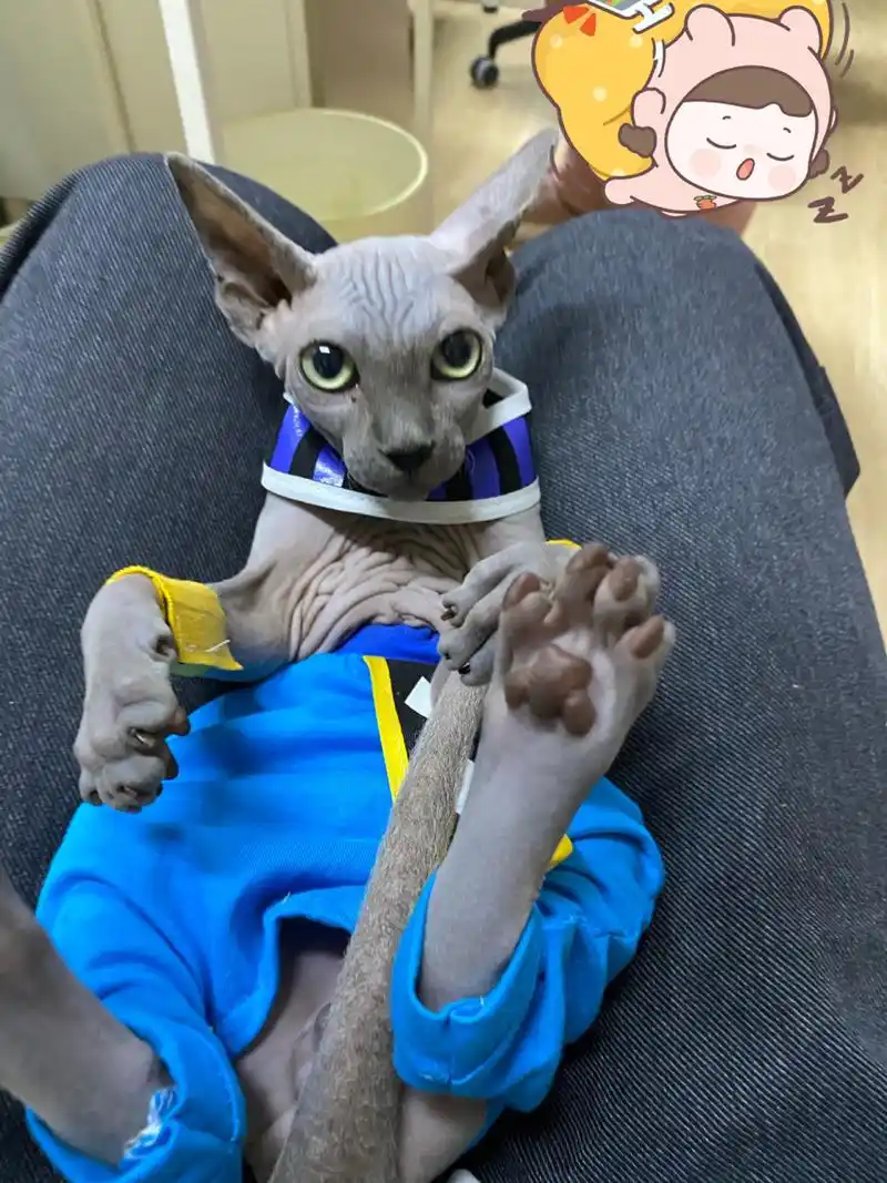 奔跑吧!破坏神比鲁斯! 简介:斯芬克斯猫又名斯芬克斯无毛猫.