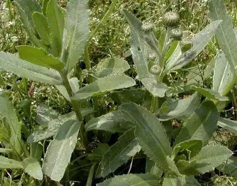 农村一种野草浑身是刺,被农民嫌弃,俗称"刺刺牙"