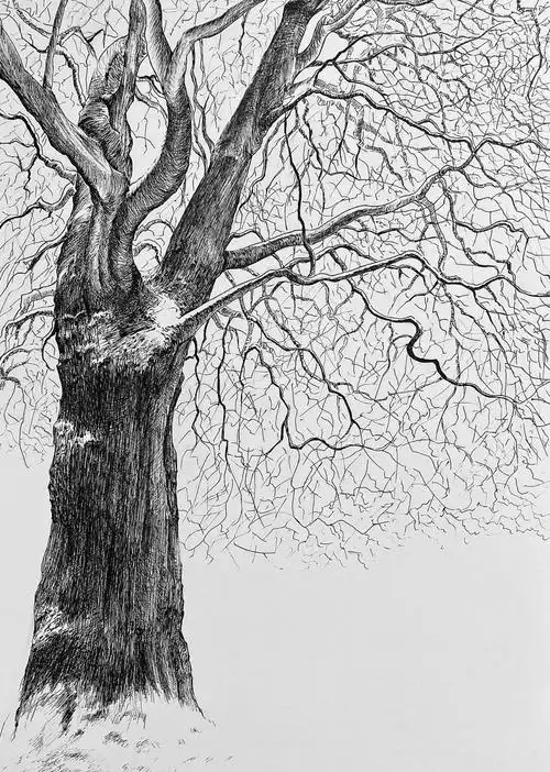 碳素笔涂画大树13落雪