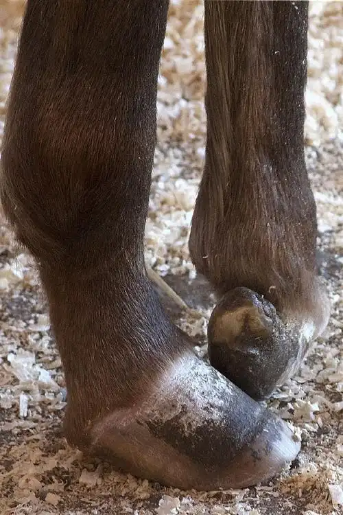 小马天生残疾缺少一只脚,装上假肢后立刻变得不一样!