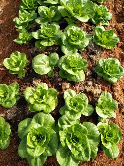 国庆长假后栽下的青菜(矮脚黄)