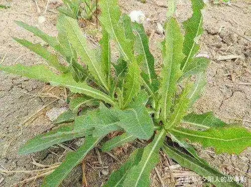 春日野菜《败酱草》-思宏原创