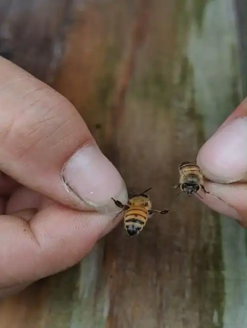 养蜂小伙抓来中蜂和意蜂一对比才知道差别很大