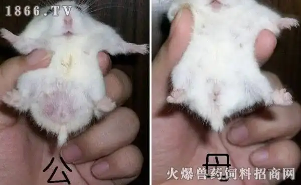 金丝熊怎么交配,怎么分公母