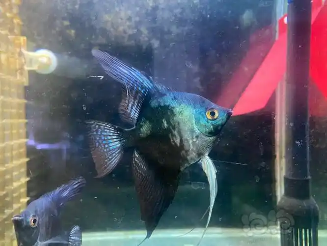 其它燕鱼请欣赏无滤镜阿凡达烟熏