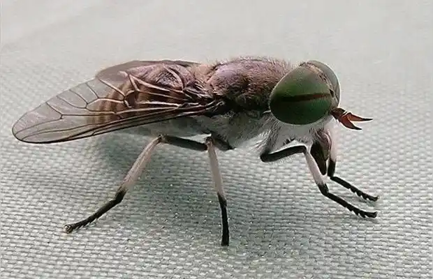 牛虻是什么,中药虻虫的功效与作用