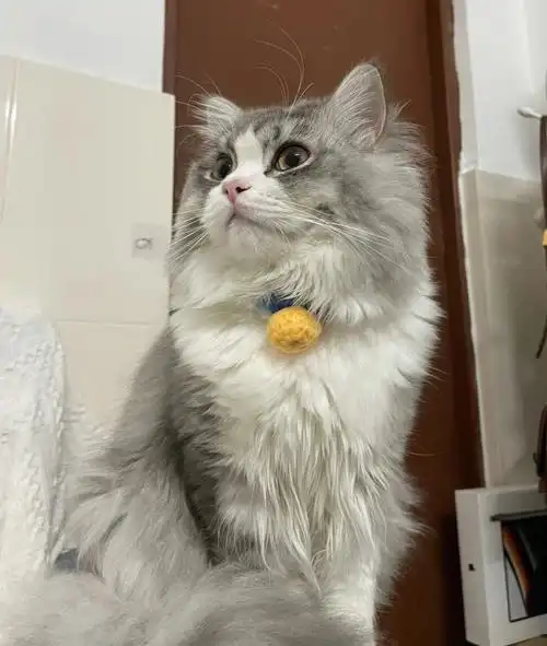 蓝白长毛猫长大啦