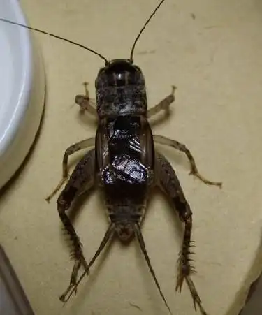 怎样能清楚的识别蛐蛐的雌雄