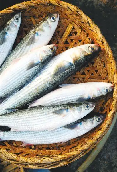 新鲜的鲻鱼.