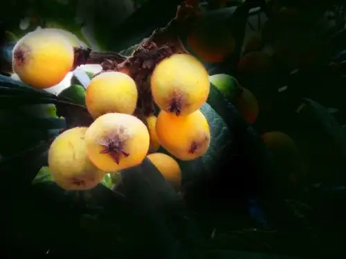 手机拍一组枇杷