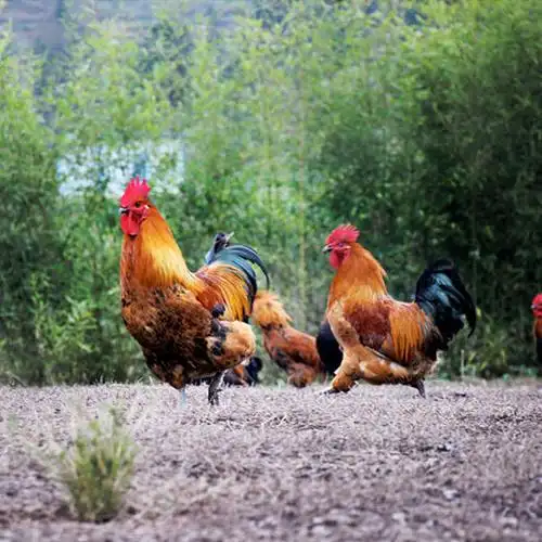 爱苜散养土公鸡 1只