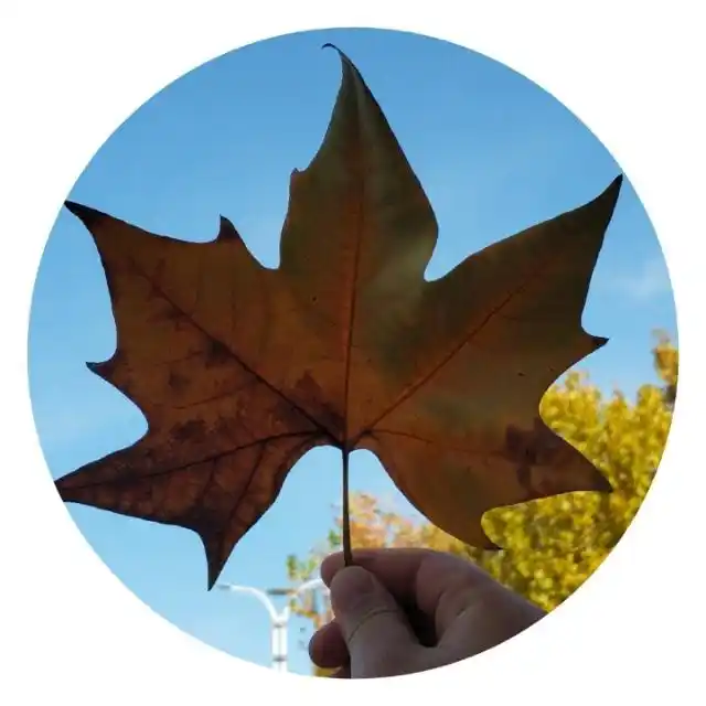 许昌梧桐头像一组