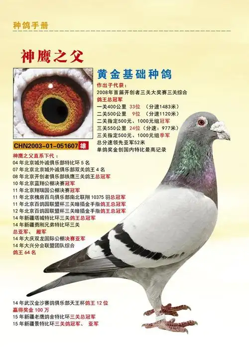 神鹰之父051607-王大亮鸽舍-中信网爱鸽商城