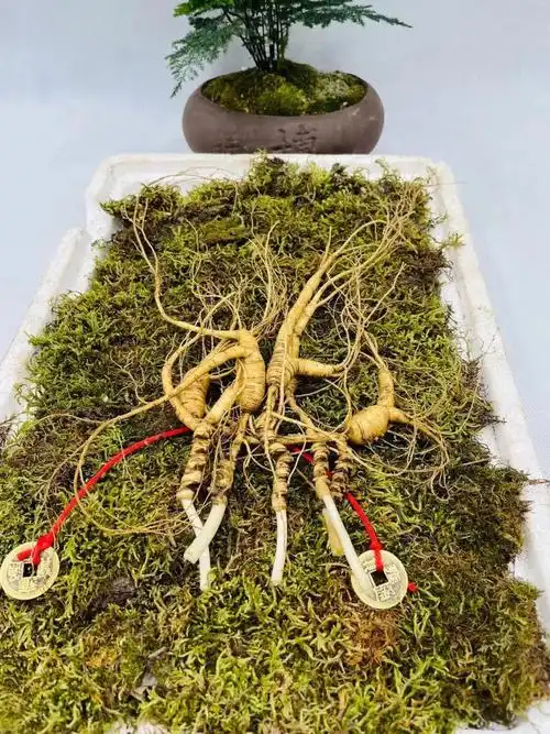 放山货嘎嘎老性表皮金黄芦碗一排排