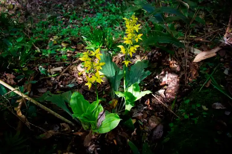 江西阳际峰保护区大黄花虾脊兰
