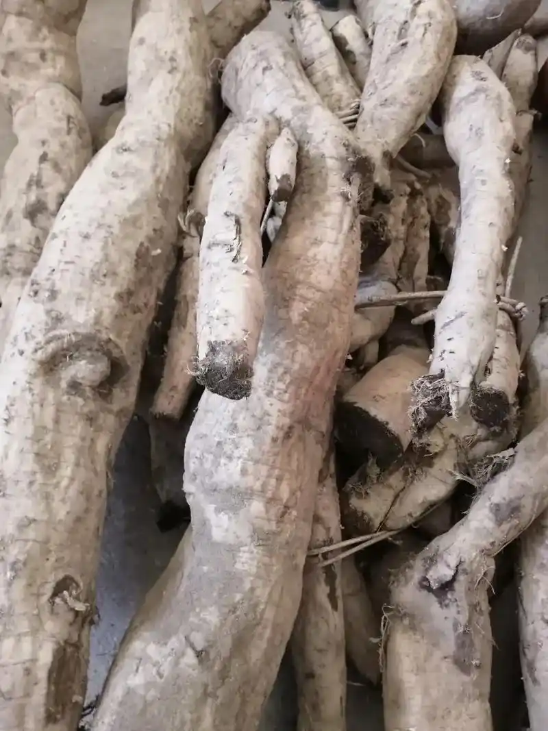 大别山正宗野生葛根粉,治三高清热解毒,养胃解酒 - 抖音